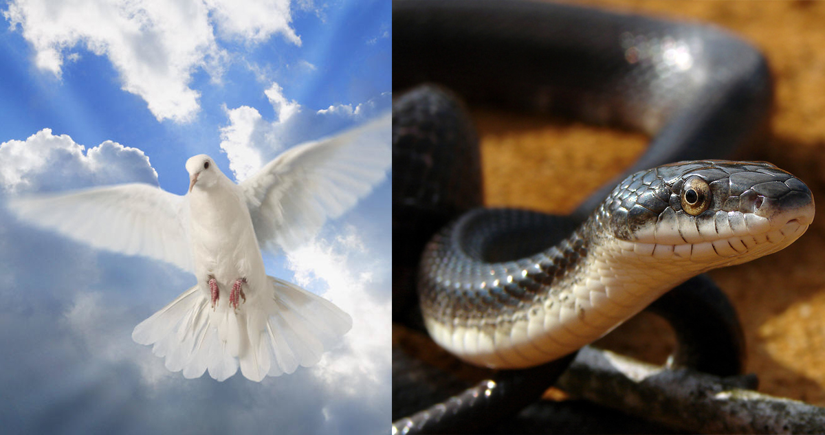 snake-dove