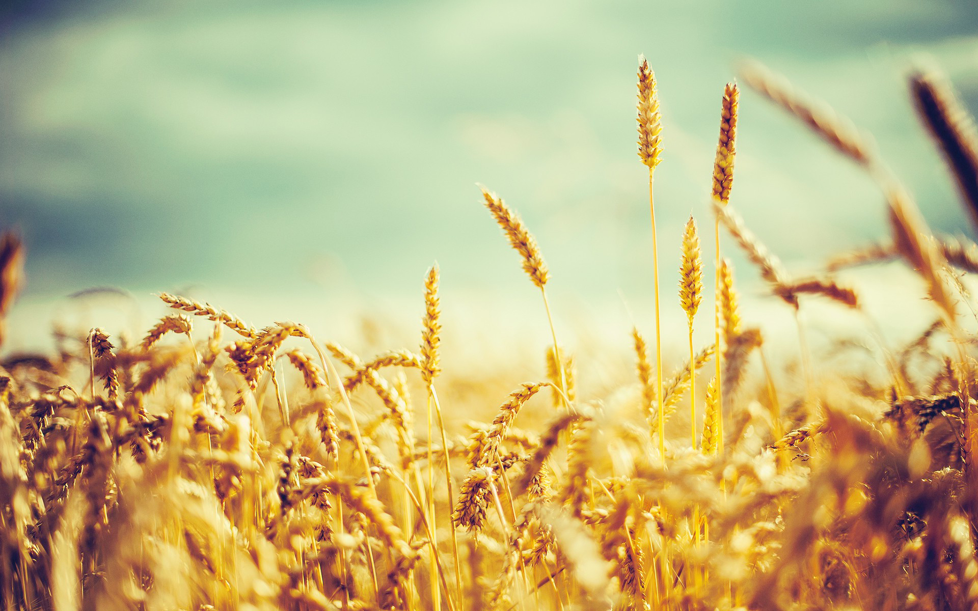 wheat_grain-wide