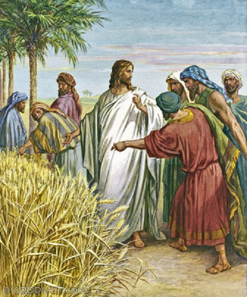 disciples-plucking-grain