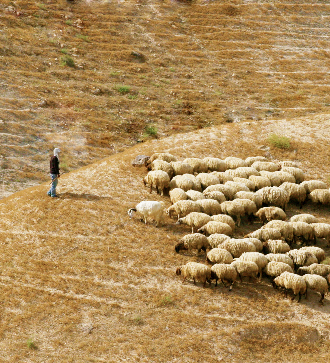 Good Shepherd by Rosa Tse