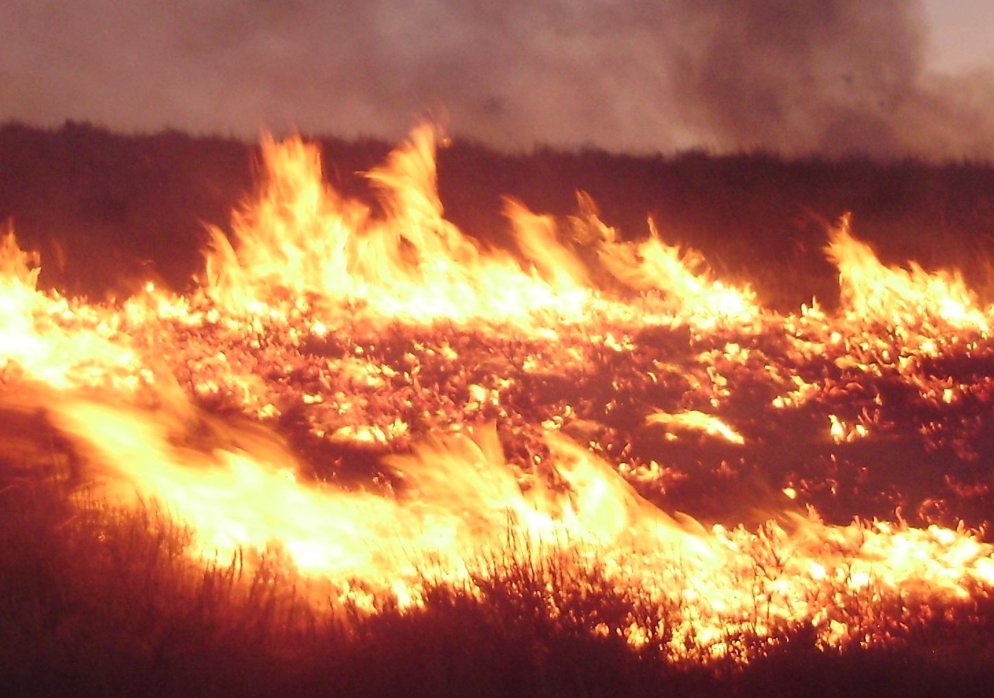 Wildfire from Wikimedia