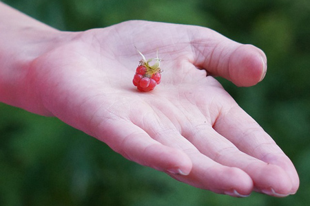 raspberry-handed-166378_640