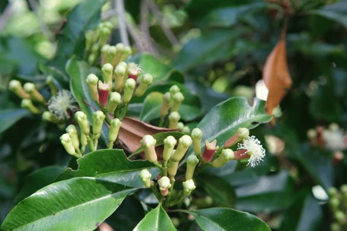 幾時你們看見它們已經發芽，就知道：夏天已經近了