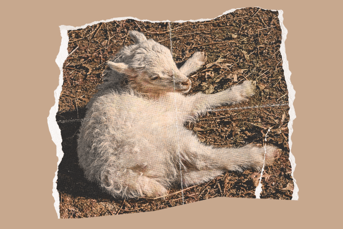 他為這一隻，比為那九十九隻沒有迷路的，更覺歡喜