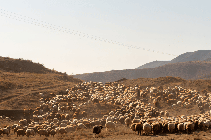 我還有別的羊，不屬於這一棧，我也該把他們引來，他們要聽我的聲音，這樣，將只有一個羊群，一個牧人